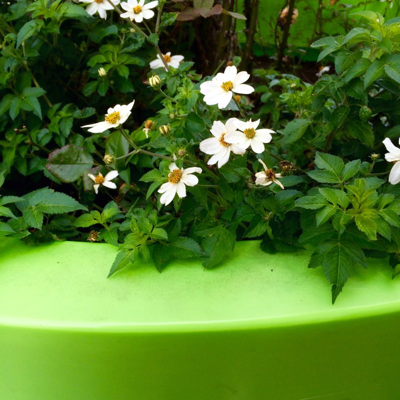 Bright green pot and daisies