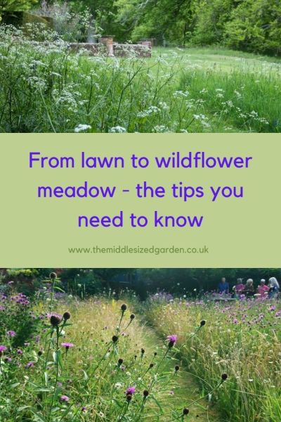 How to avoid wildflower meadow mistakes