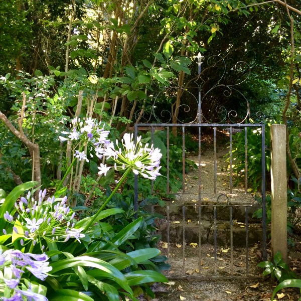 Agapanthus in Australia.