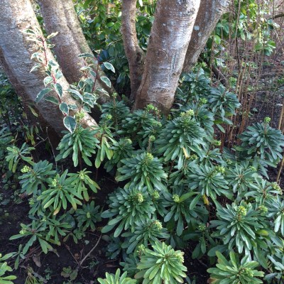 February is a good time to prune large trees