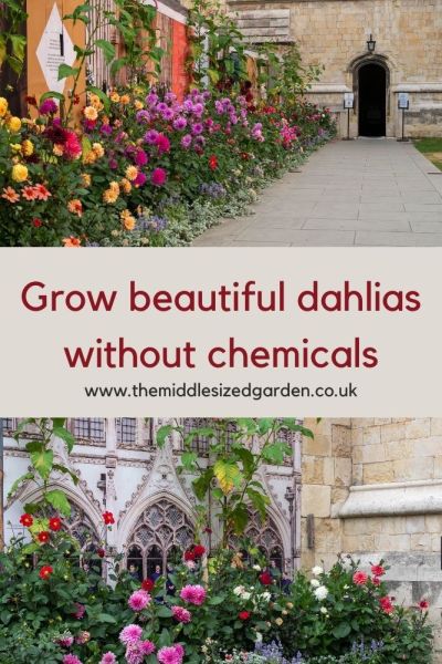 How to control slugs, nails, earwigs and aphids on dahlias without chemicals