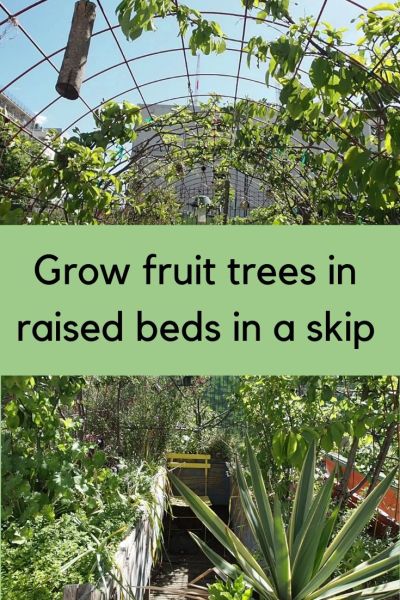 How to grow fruit and vegetables in a skip