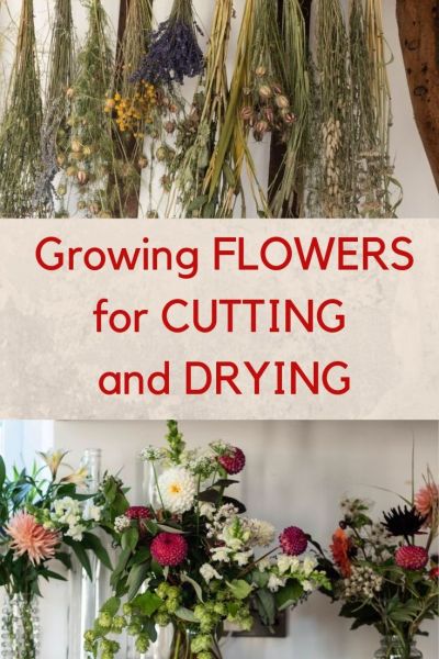 Growing cut flowers in your garden