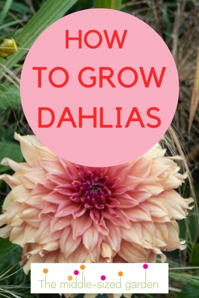 How to grow dahlias #dahlias #gardens