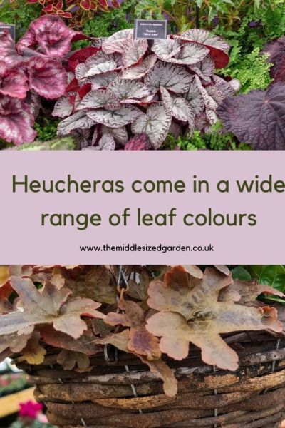 Heucheras