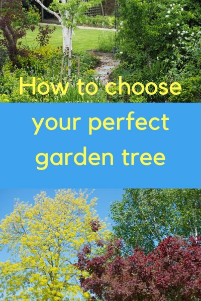 How to find out which garden tree is perfect for your garden.