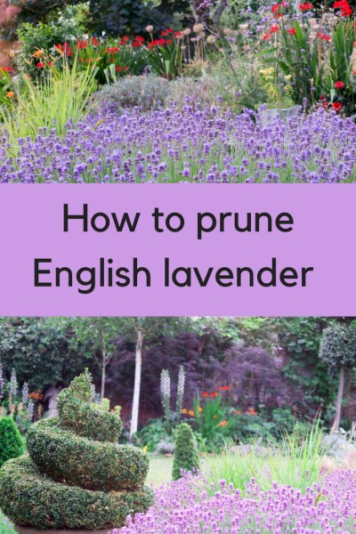 Prune lavender beautifully - most of the advice you see is not correct! This is how lavender growers and professionals prune lavender and it's easy (and you do prune 'into the wood'!)