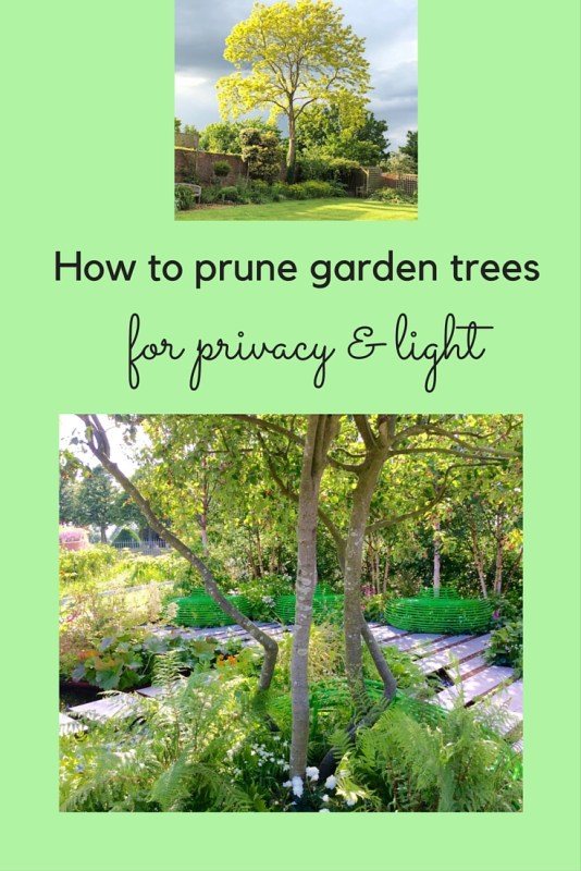 How to prune garden trees for privacy and light