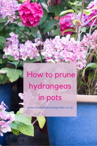 How to prune hydrangeas in pots