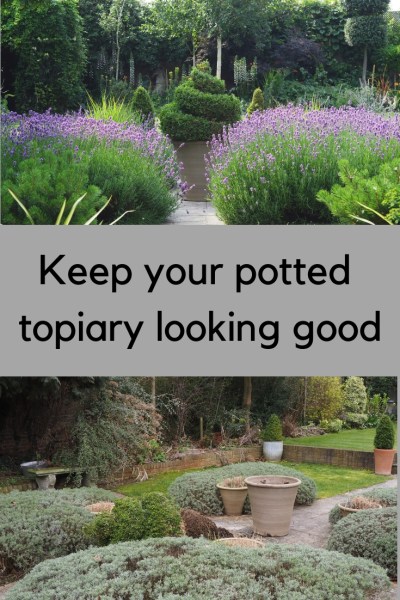 How to root prune your potted topiary - and why it matters