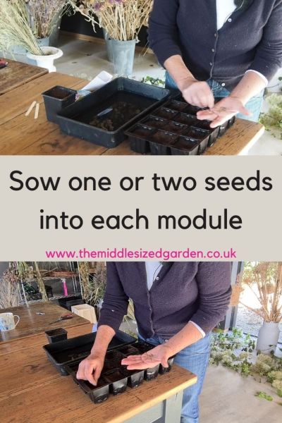 Sow one or two seeds per module