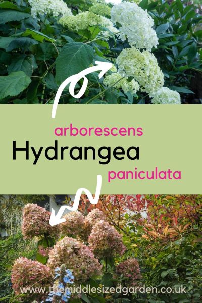 Hyndrangeas arborescens and paniculata