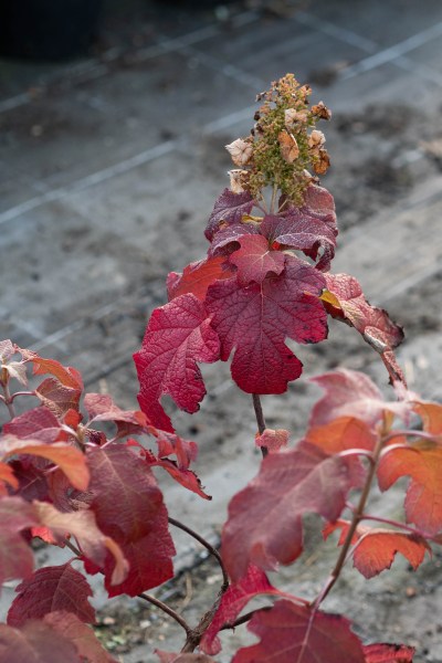 Oak leafed hydrangeas