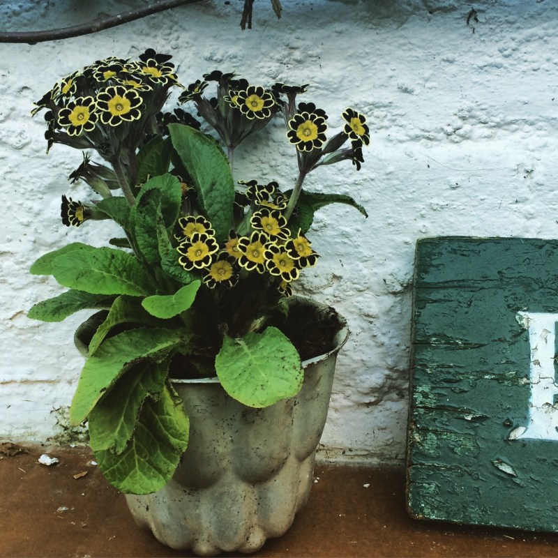 You can use old jelly-moulds and kitchen ware for planting