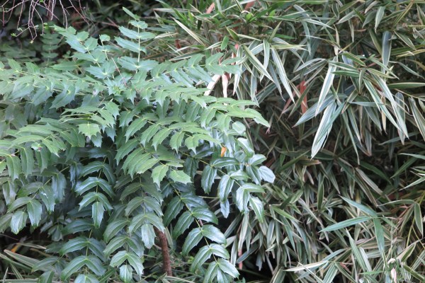 Mahonia is a popular shrub with a jungly look