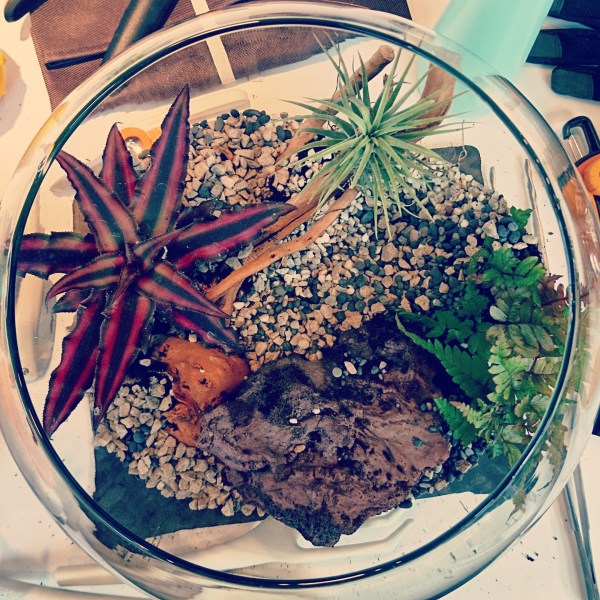 Terrarium on Instagram