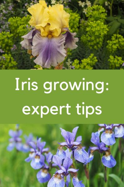 Expert tips on growing irises