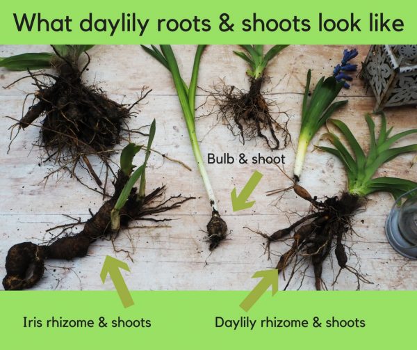 Daylilies are edible but check them carefully