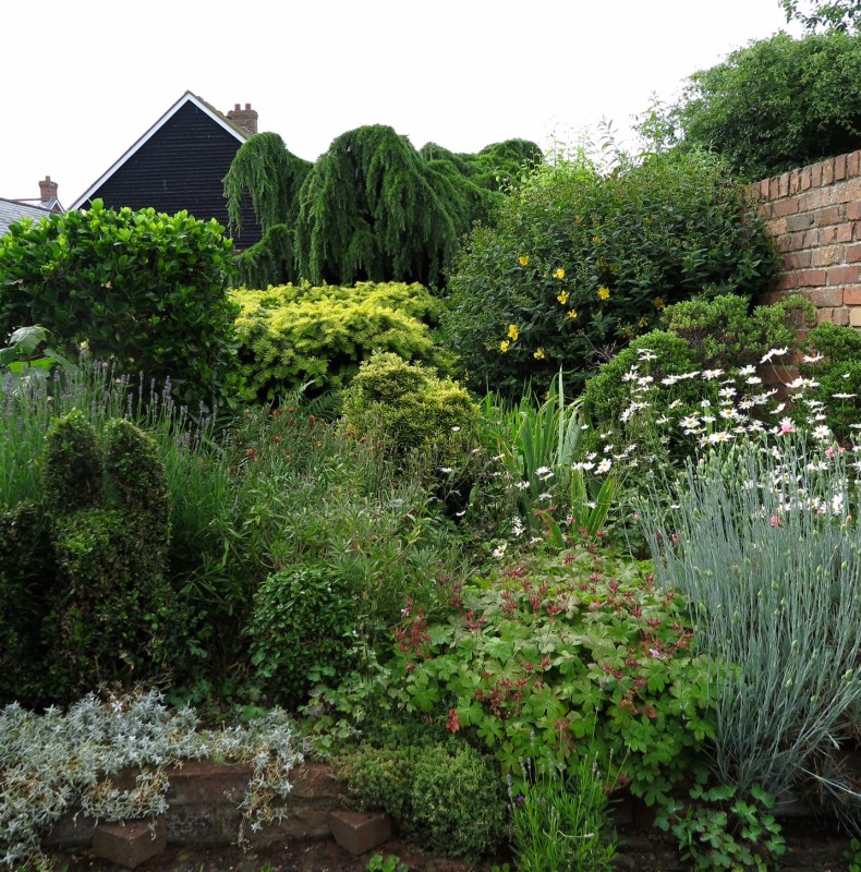 Conifer planting in narrow town garden.