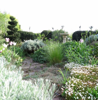 Curry plant and saxifrage