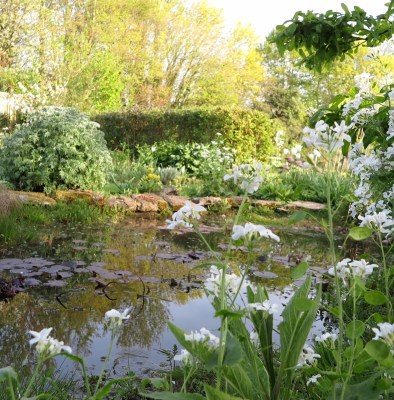 Kylie's pond is surrounded by foliage with lots of white lunaria - just green and white. Very effective.