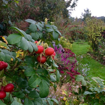 Rose hips in October