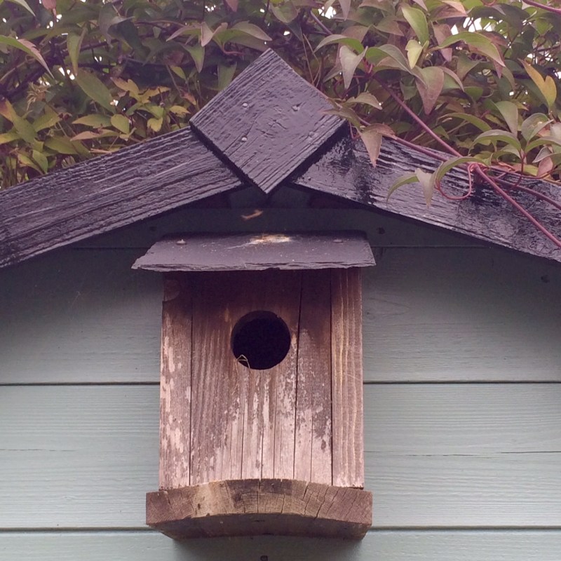 A bird box makes a charming addition to a shed.