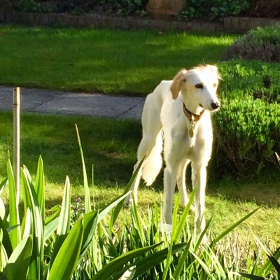 Lottie the lurcher