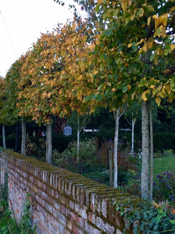 Pleached hornbeams are useful for privacy