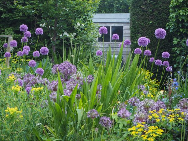 Alliums are good self-seeders