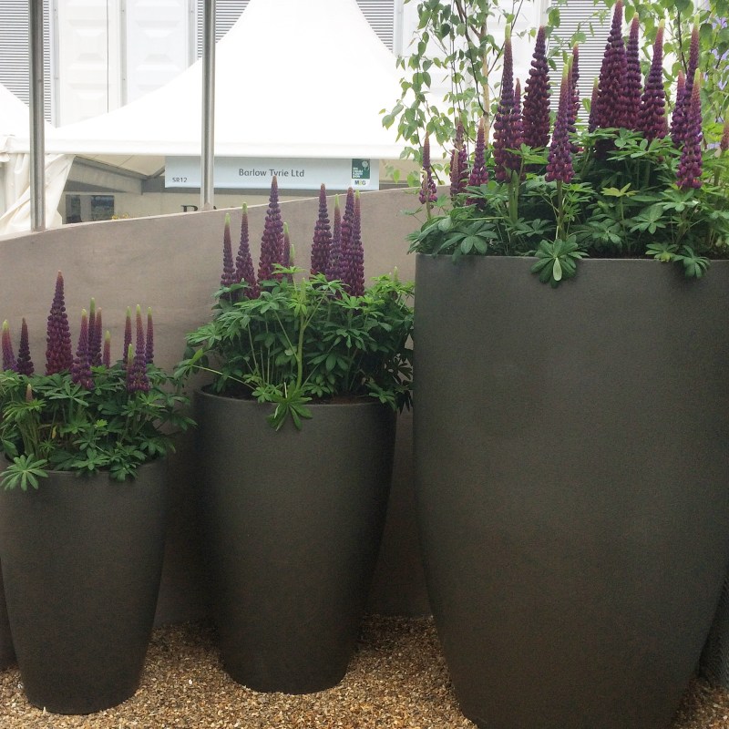 Lupins in three sizes of pot