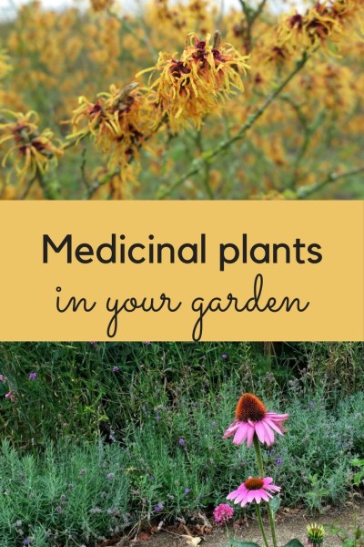 You could grow many useful medicinal plants in your garden