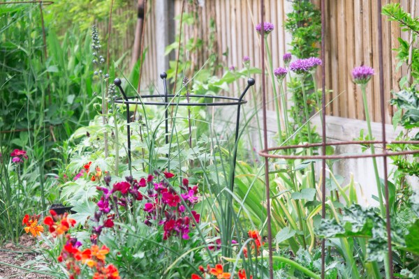 Summer planting in a narrow town garden