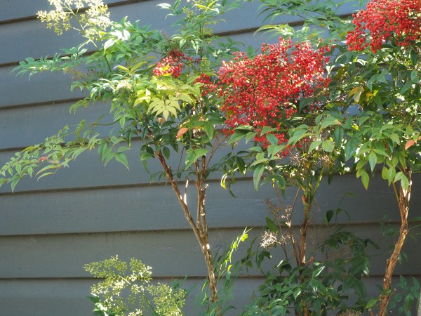 Nandina domestica 'Richmond' is an unusual variety of Nandina.