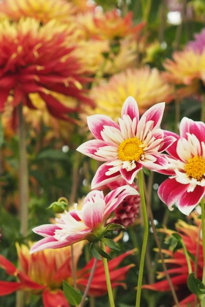 Add zing to your garden with a vibrant flower, such as Dahlia Fashion Monger.