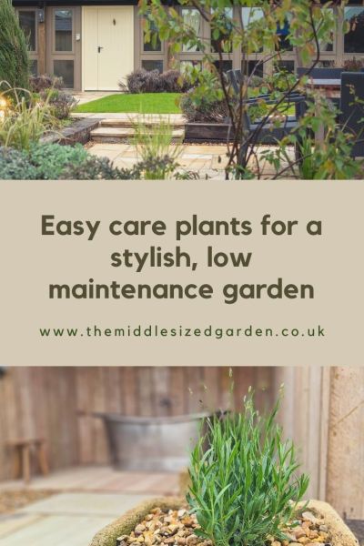 Easy care plants for a stylish low maintenance garden