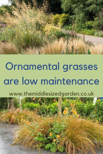 Ornamental grasses