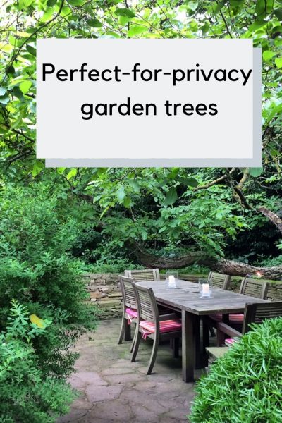 The best perfect-for-privacy garden trees #gardening #gardenideas