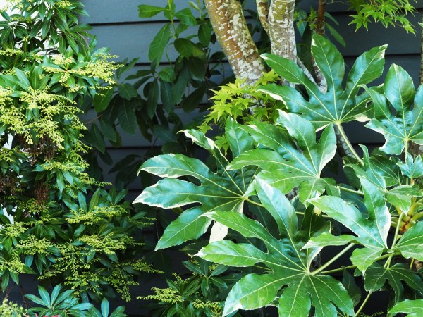 Fatsia variegata and Pieris 'Forest Fire'