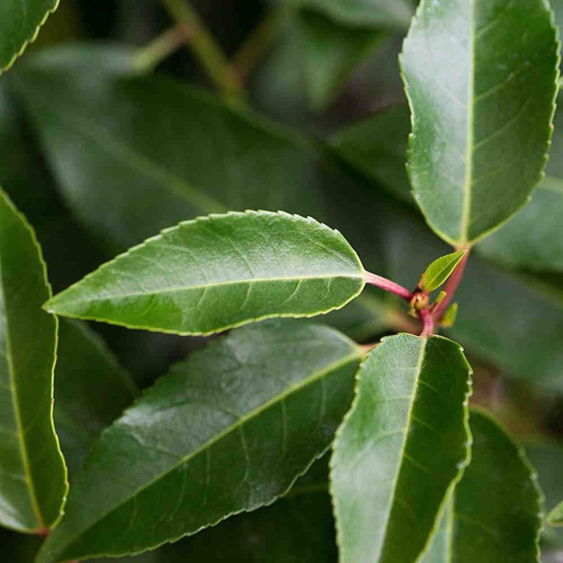 Portuguese Laurel hedging for privacy