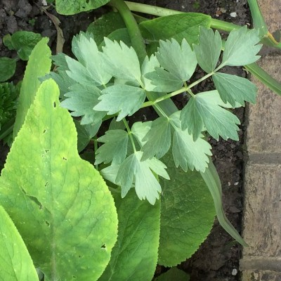 Lovage foliage and foxglove leaves