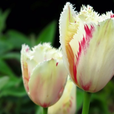 white and pink tulips