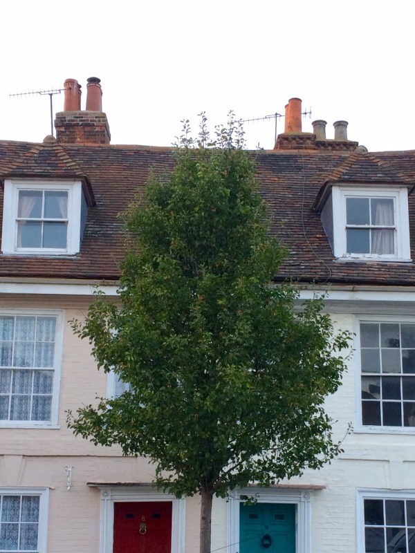 Ornamental fruit trees are a good option for privacy and they leave plenty of room for growing underneath