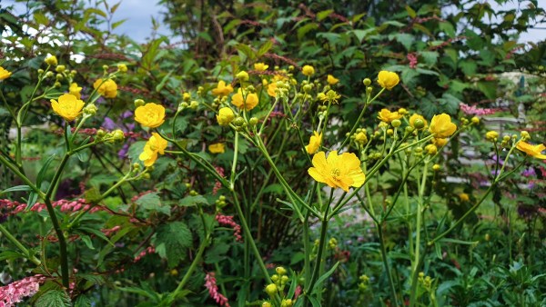 Ranunculus acris stevenii - taller than the wild buttercup