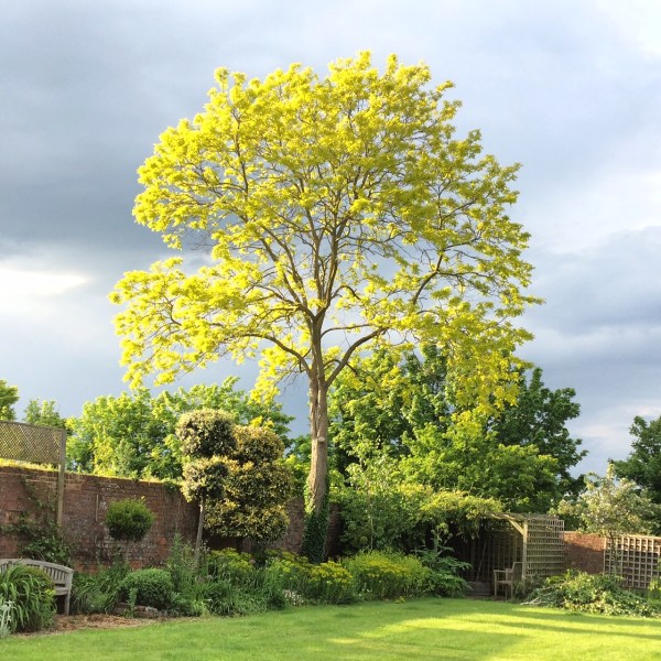 Tree surgeon or arborist?