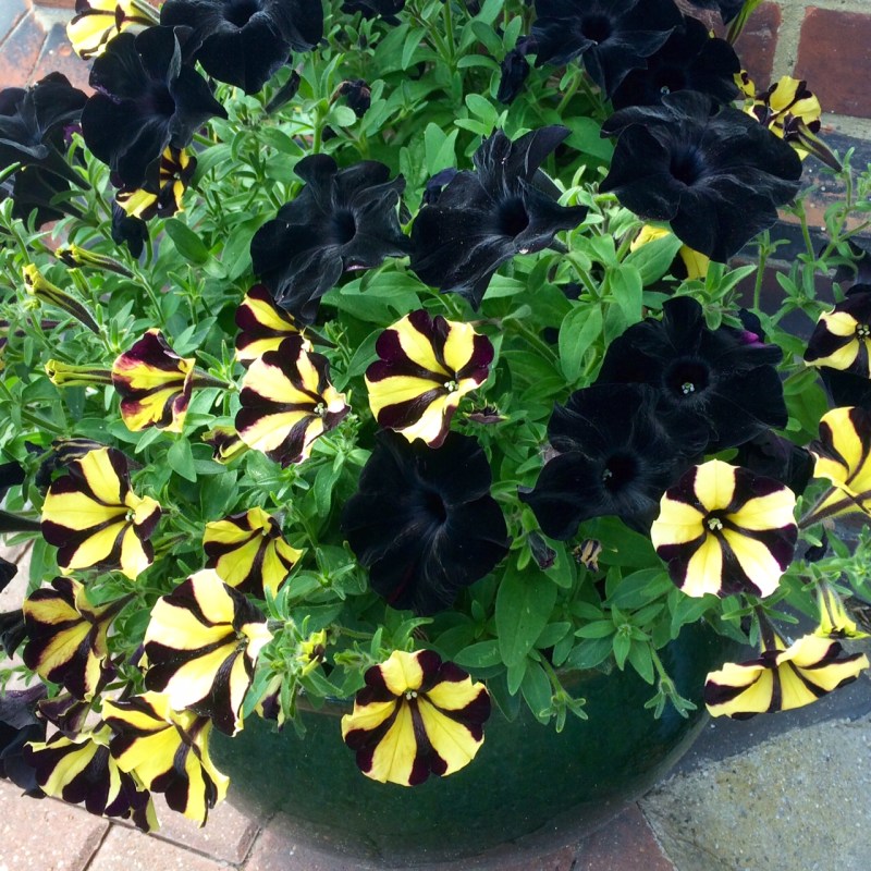 Combine plain and pattern in flowers for tubs.