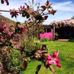 Pink crab apple blossom with a pink shed