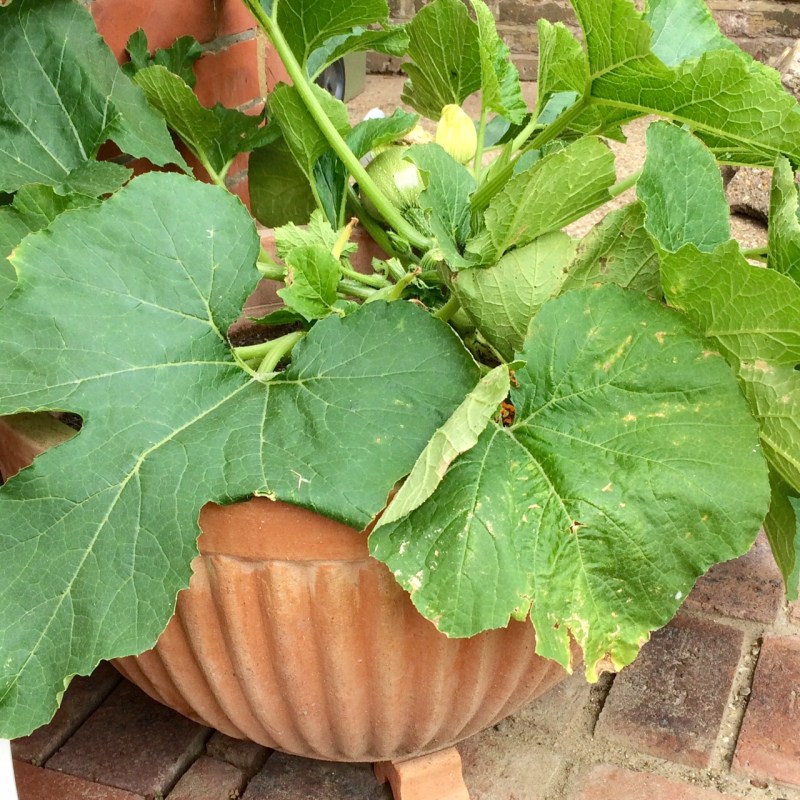 You can grow vegetables in container gardens, as well as flowers.