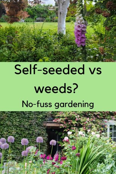 Self-seeders vs weeds - how to get the balance right