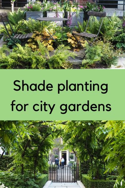 City garden shade planting